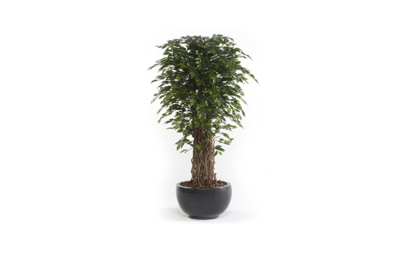 Plantas artificiales colgantes de decoración Ficus Pumila de Decoplanta
